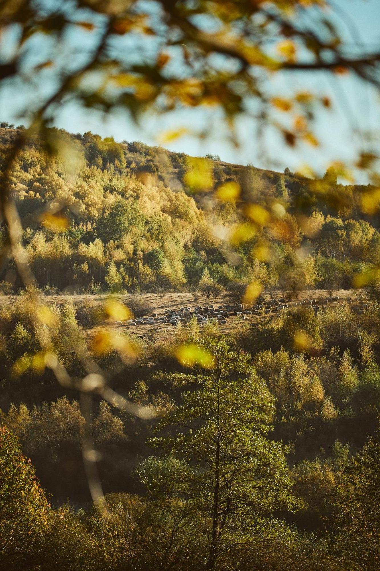 Scandinave Chalet Bran Zărneşti Dış mekan fotoğraf